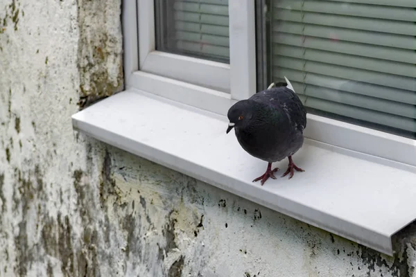 Pombo Solitário Senta Inclinação Fora Janela Uma Antiga Casa Pré — Fotografia de Stock