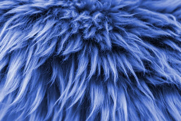 Classic Blue Animal Hair Close Tinted Textural Background Front View — Stock Photo, Image