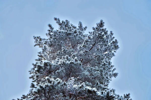 Pino siberiano en la nieve. Krone. Vista desde abajo . — Foto de Stock