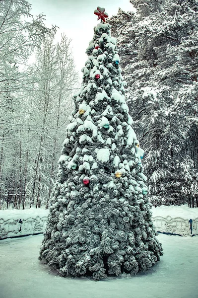 Christmas tree on Christmas day in woods. Siberia