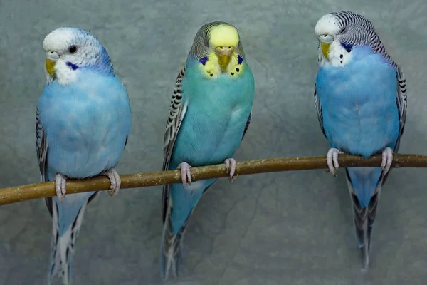 Три синіх хвилястих папуги на сірому фоні . — стокове фото
