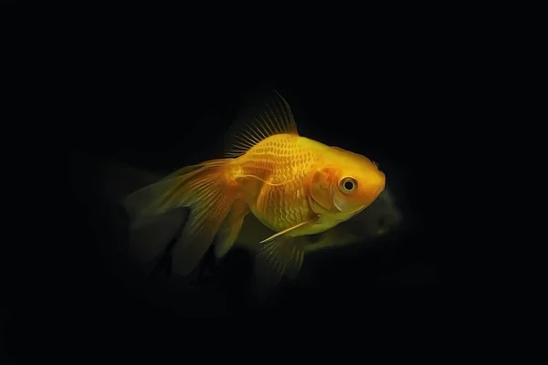 Orange goldfish in aquarium. On black background. — ストック写真