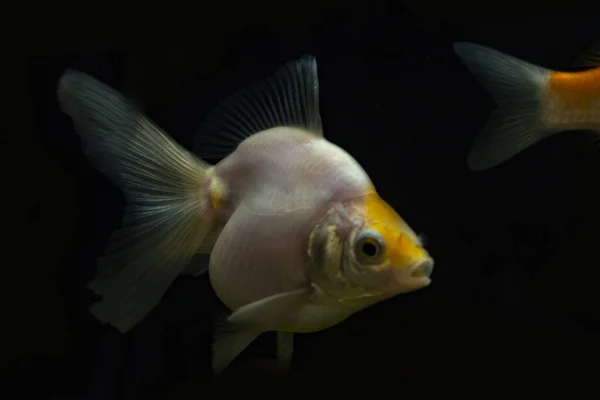 Silver goldfish in aquarium. On black background. — ストック写真