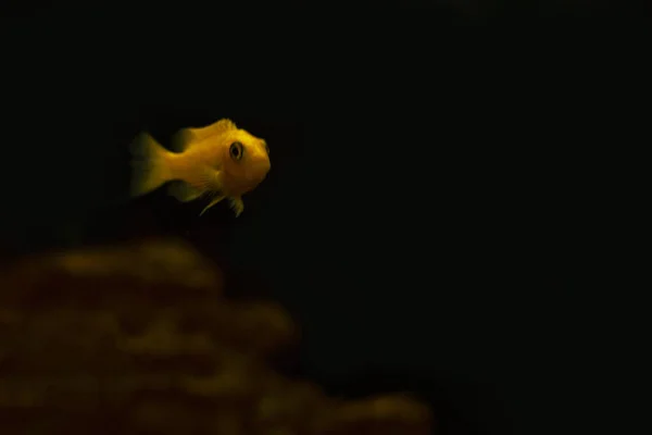 Orange fish in aquarium. On black background. — ストック写真