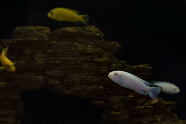 Peixe prateado e dourado em aquário. No fundo preto . — Fotografia de Stock