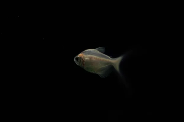 Silver fish in aquarium. On black background.