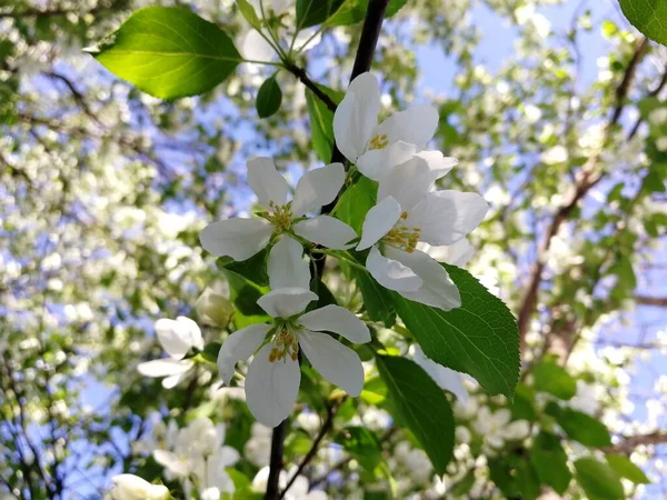 Blooming Siberian Apblooming Siberian Apple Tree May Front View Ple — Stock Photo, Image