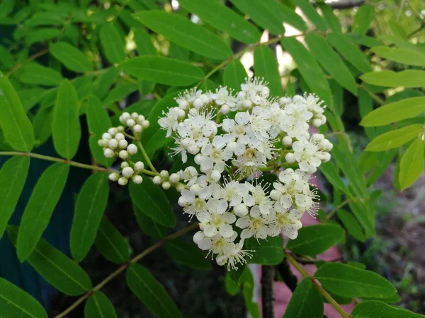 Flores Sibéria Rowan Vista Frontal — Fotografia de Stock