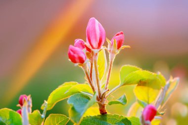 ağaç bahar çiçeği