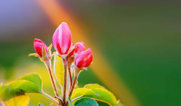 花の春木 — ストック写真
