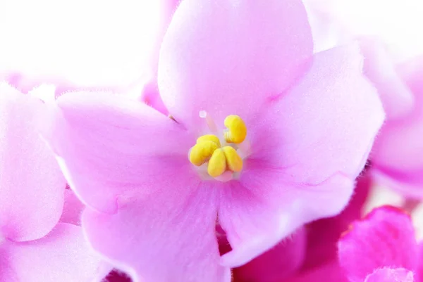Fioletowy kwiat makro — Zdjęcie stockowe