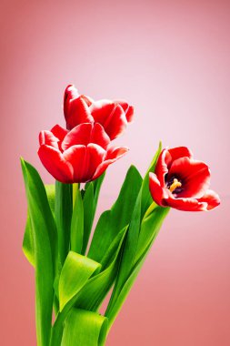Laleler parlak, güzel renkler. Stüdyoda yakın planda çekilmiş.