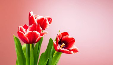 Laleler parlak, güzel renkler. Stüdyoda yakın planda çekilmiş.