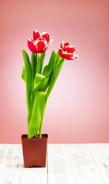 Tulips bouquet bright beautiful colors. Shot in a studio close-up — Stock Photo, Image