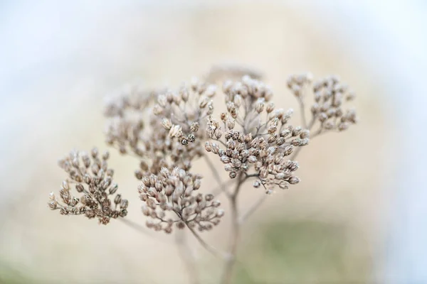 Dry grey winter flower macro fog in field — Stock fotografie