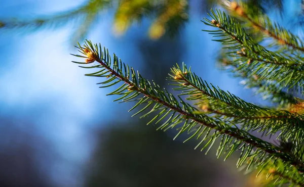 Young branch of spruce in the backlight against a blue sky — Stock Photo, Image
