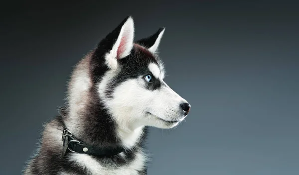 Stüdyoda Sibirya Husky 'nin portresi. Yakın çekim..