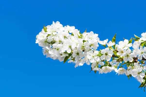 Körsbärsblommor i full blom mot bakgrund av blå himmel — Stockfoto