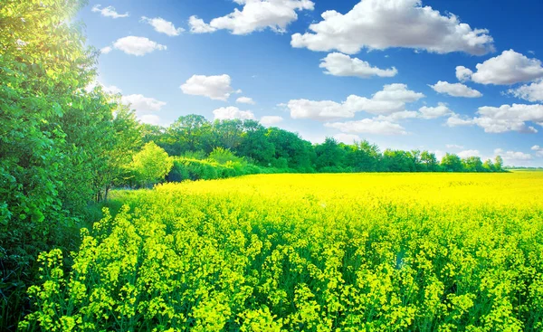 Gebied van bloeiende koolzaad in de buurt van een bos met een bewolkte hemel — Stockfoto