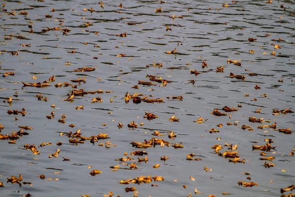 Outono.Folhas na lagoa . — Fotografia de Stock