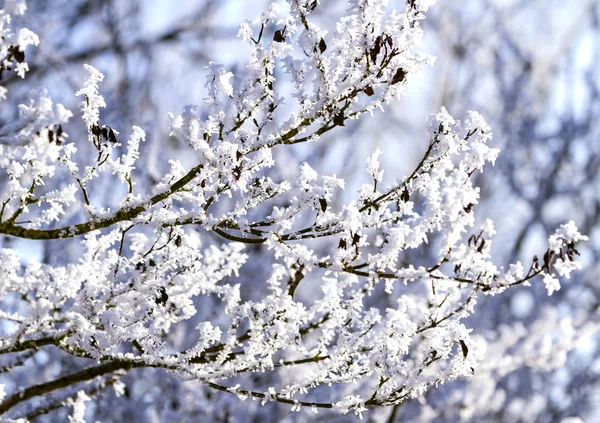 Kar taneleri kapalı ağaç dalı .