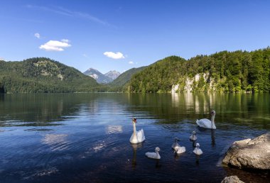 Lake Alpsee güneşli Bavyera Alpleri'nde üzerinde yaz sabahı kuğu. Bavyera, Almanya.