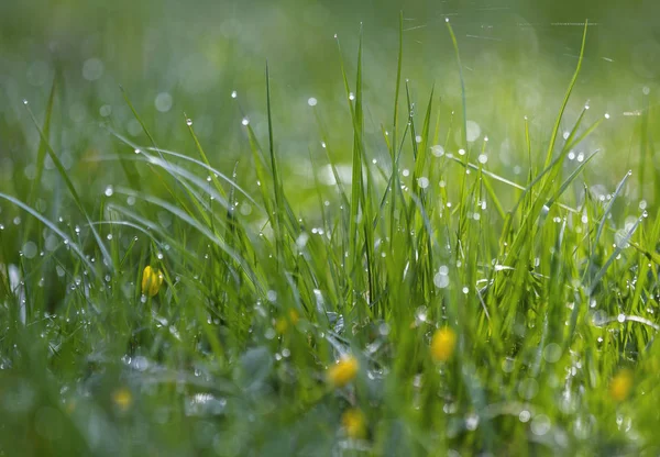 Green grass and  yellow flowers with dew drops . Natural backround. Beautiful bokeh. — Stock Photo, Image