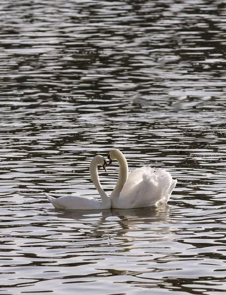 Pair  swans in love floating on the River. — Stock Photo, Image
