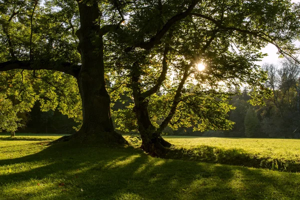 Eski büyük ağaç yaz parkta ağaçların dalları ile parlayan güneş ışınları ile.