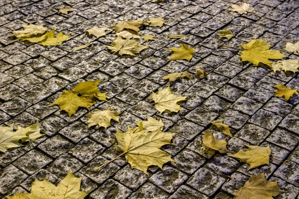 .Sonbahar akçaağaç yaprakları üzerinde kaldırım üzerinden. Sonbahar arka plan.