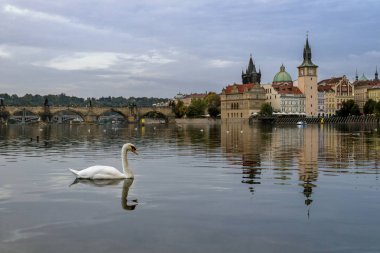 Charles Köprüsü yanında Vltava Nehri üzerinde kuğu. Prague, Çek Cumhuriyeti.