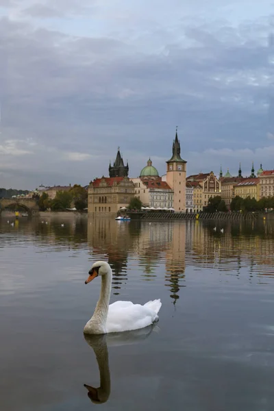 Charles Bridgeon gün batımı yanındaki Vltava Nehri üzerinde kuğu. Prague, Çek Cumhuriyeti. — Stok fotoğraf