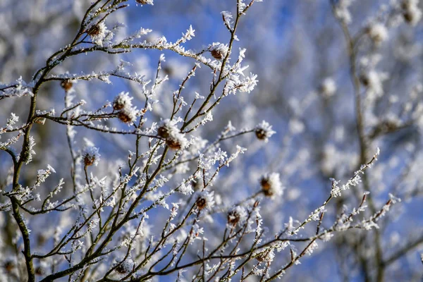 Hoarfrost em ramos árvore inverno.Fundo natural. close-up . — Fotografia de Stock