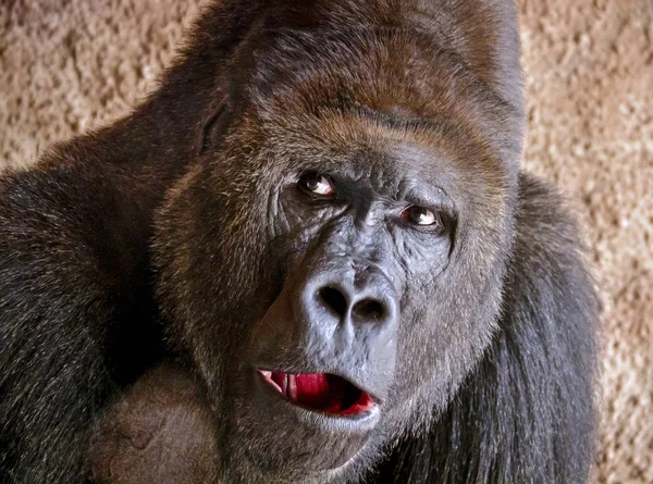 Retrato Primer Plano Del Gorila Macho Zoológico Mirada Gran Simio — Foto de Stock