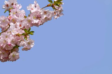 Arka plan mavi gökyüzü üzerinde çiçek açan şube pembe sakura. Çiçek arka plan bahar flowers.spring manzara ile. Bahar çiçekli Bahçe.