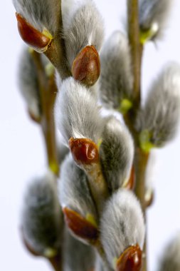 Willow üzerinde beyaz izole çiçek açan dalları. yakın çekim.
