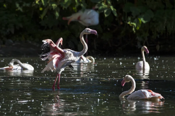 Beautiful Pink Big Birds Flamingo Dark Water Background Birds Nature — Stock Photo, Image