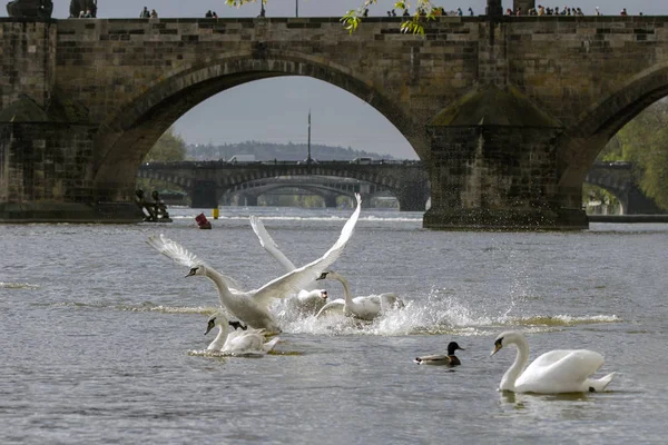 Swan River Vltava Prague Charles Bridge Czech Republic — Stock Photo, Image