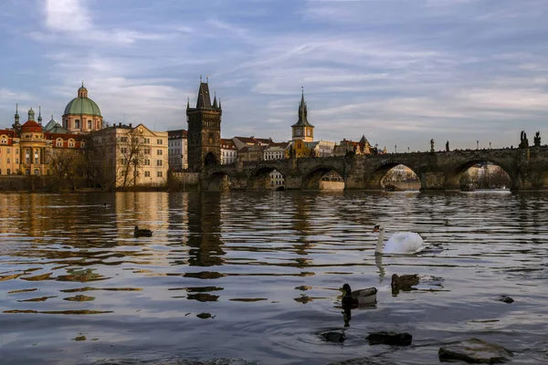 プラハ 夕暮れヴルタヴァ川とカレル橋のビュー 川の白鳥 チェコ共和国 — ストック写真