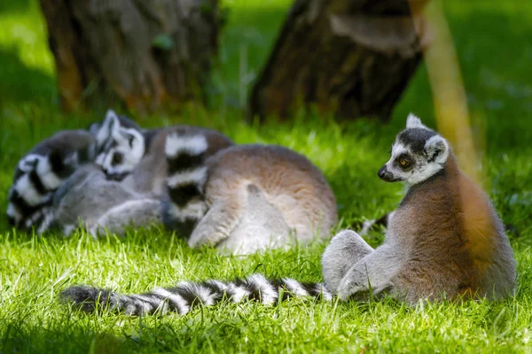 Lemur Monkey Family Green Grass Sunny Summer Day — Stock Photo, Image