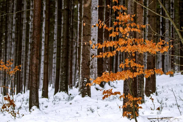 Winter forest. Orange leaves against the dark tree trunks. Season.  Winter concept .