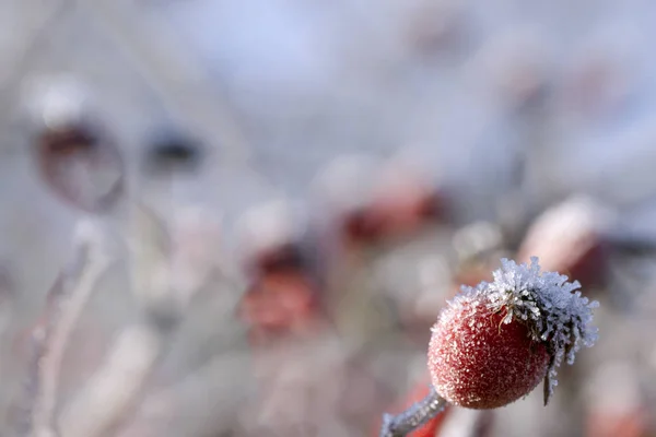 Ramo Cão Aumentou Com Bagas Vermelhas Geada Tempo Inverno Conceito — Fotografia de Stock