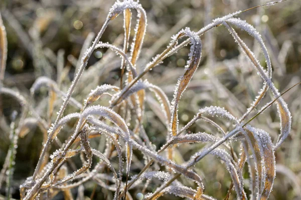 Inverno Grama Coberta Com Geada Matinal Raios Luz Fundo Temporada — Fotografia de Stock