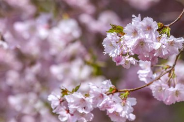  Sakura pembe çiçekleri. Güzel Bahar Doğal Arkaplanı. Tasarım için doğa konsepti. Yakın çekim. Makro.