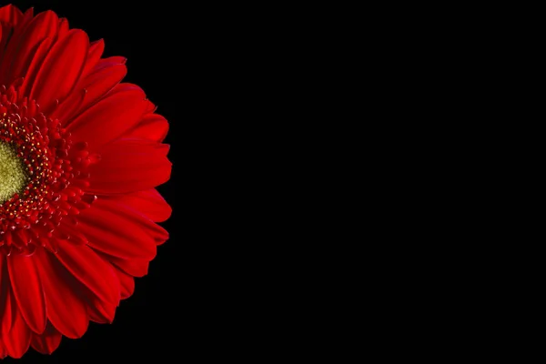 Siyah arka planda kırmızı gerbera çiçeği. Tebrik kartı geçmişi. Soyut arkaplan fotoğrafı. Yatay arkaplan. Kapat..