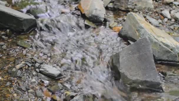 Mountain stream flows through the stones. — Stock Footage Mountain Stream Flows Stones Stock Video