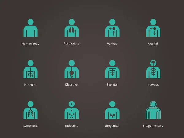 Conjunto de iconos de sistemas humanos de anatomía . — Vector de stock
