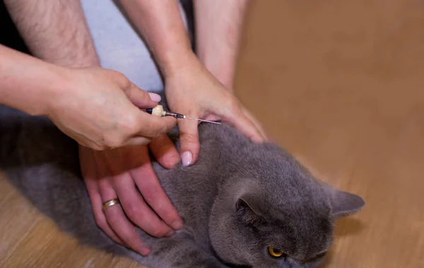 vet injecting medicine through syringe into neck of gray british adult cat.