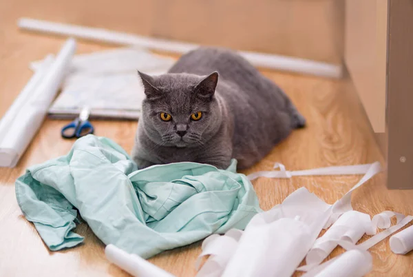 gray british cat lies on the drawings and fabric. cutting and sewing at home.
