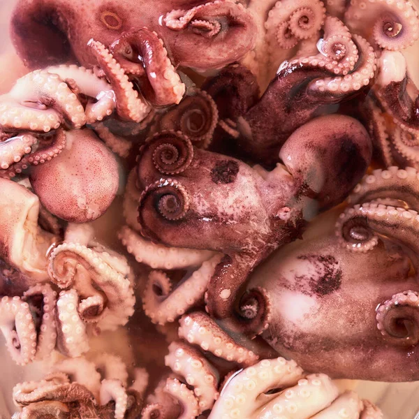 Food Background Baby Octopus Texture Closeup — Stock Photo, Image